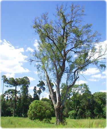 Mata Atlantica