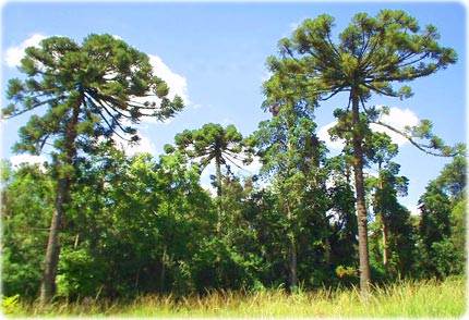 Araucarias Curitiba
