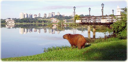 capivara-barigui-curitiba.jpg