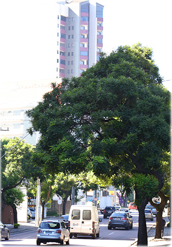 Rua Castro Alves