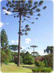 Araucárias em Santa Felicidade