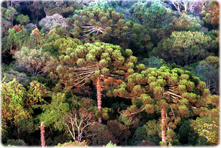 Araucarias