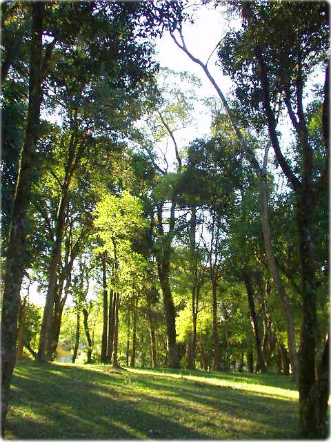 Bosque Boa Vista