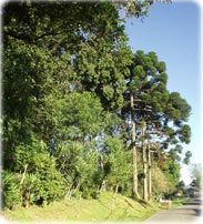 Bosque