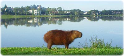 Capivara no Parque Barigui em Curitiba Paraná