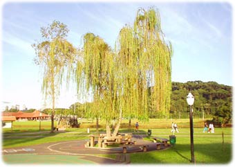 Flora do Parque Barigui em Curitiba Paraná