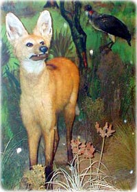 Lobo Guará