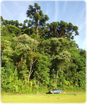 Mata Atlântica no Parque Barigui em Curitiba Paraná