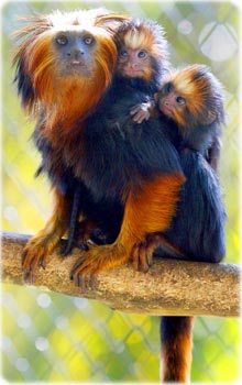 Mico-leão-de-cara-dourada em Curitiba Paraná